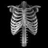 Diseño Torso Esqueleto