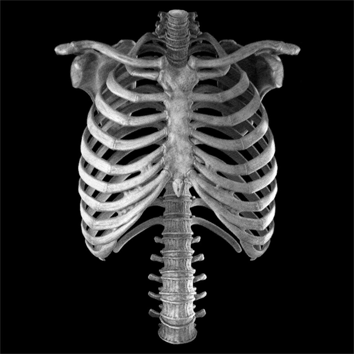 Diseño Torso Esqueleto