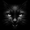 Diseño Gato noche